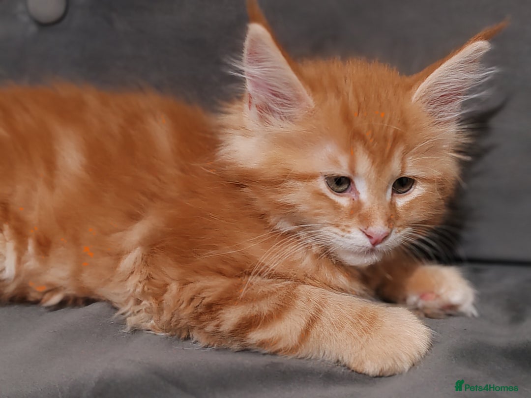 Maine Coon cats for sale: V. Vilma  - Advert 2