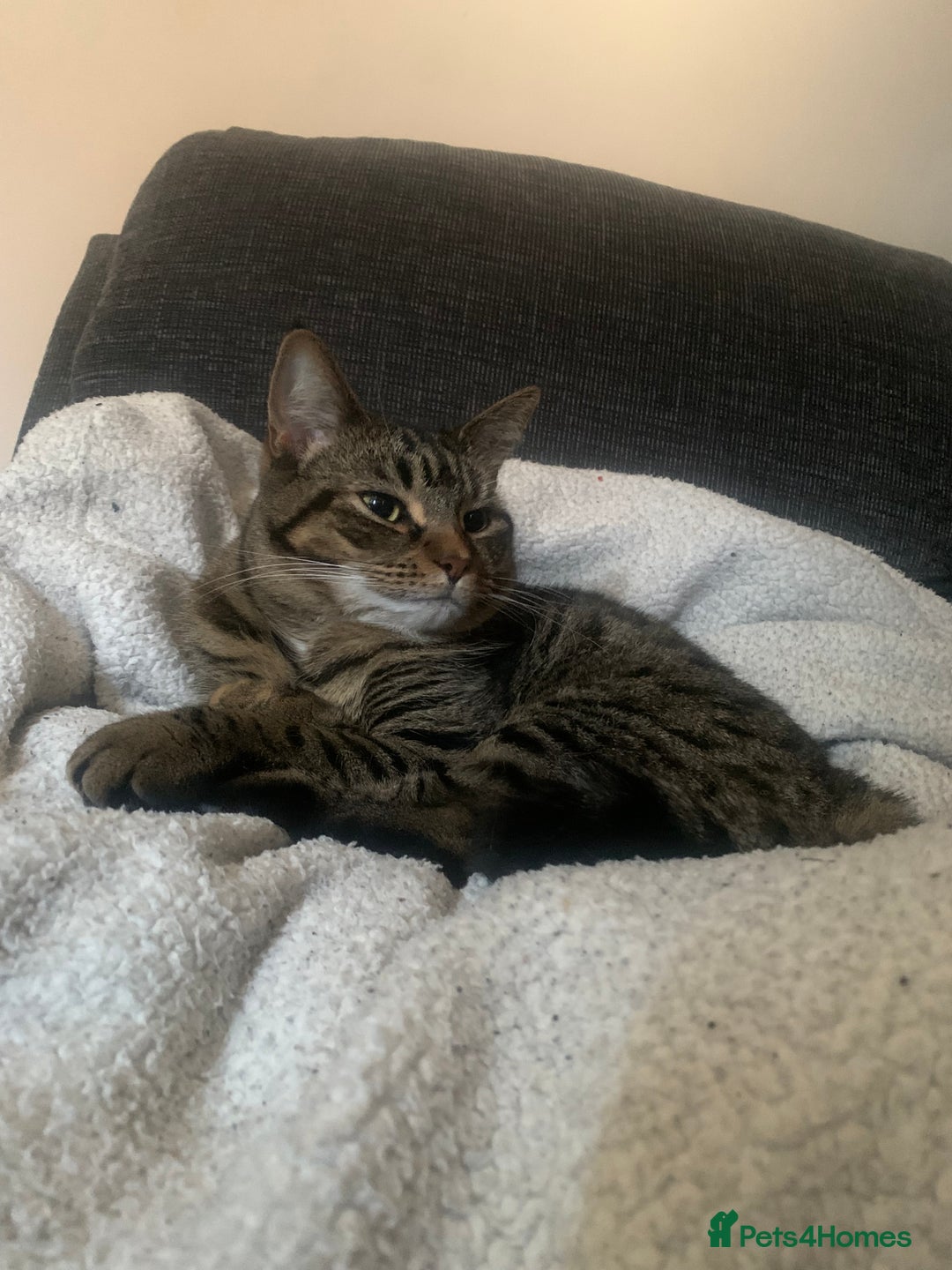 British Shorthair cats for sale: British shorthair cat 4 years old  - Advert 5