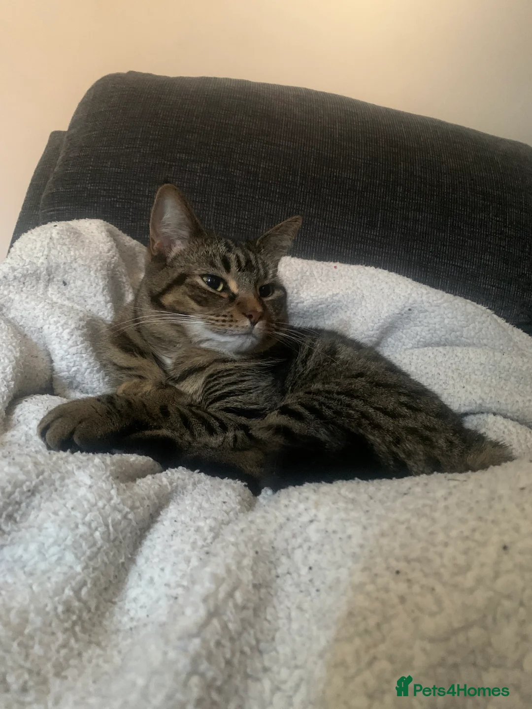 British Shorthair cats for sale: British shorthair cat 4 years old  - Advert 5