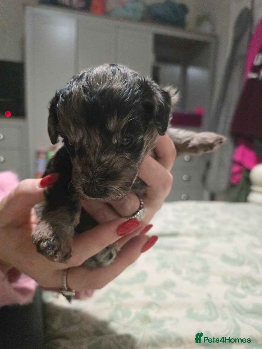 Miniature Poodle dogs for sale: Miniture poodles for sale 2 girls 2 boys - Advert 8