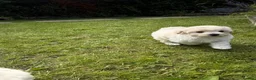 Maltipoo dogs for sale: Now ready for new homes.  - Advert 20