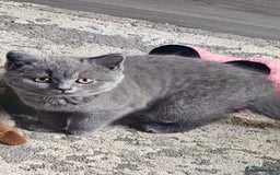 British Shorthair cats for sale: GCCF Chunky British Shorthair Kittens - Image 5