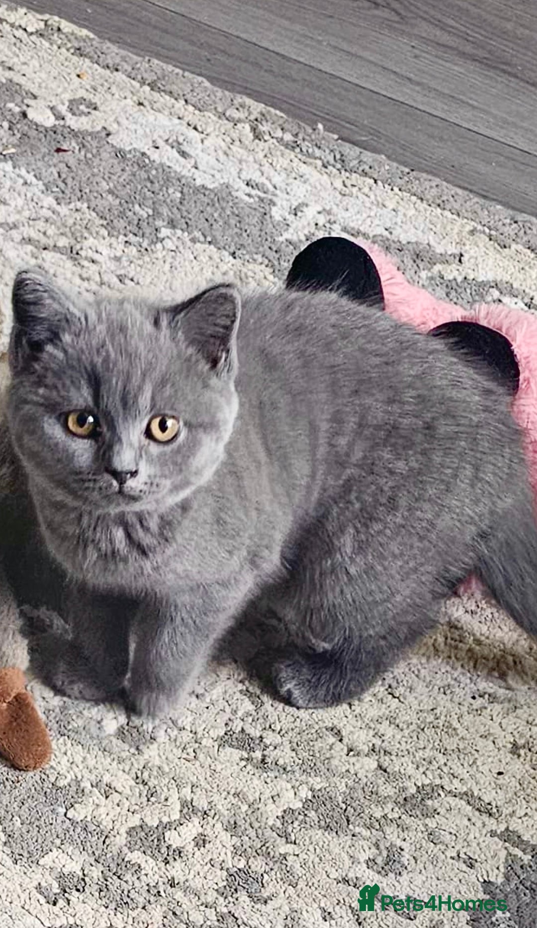 British Shorthair cats for sale: GCCF Chunky British Shorthair Kittens - Image 5