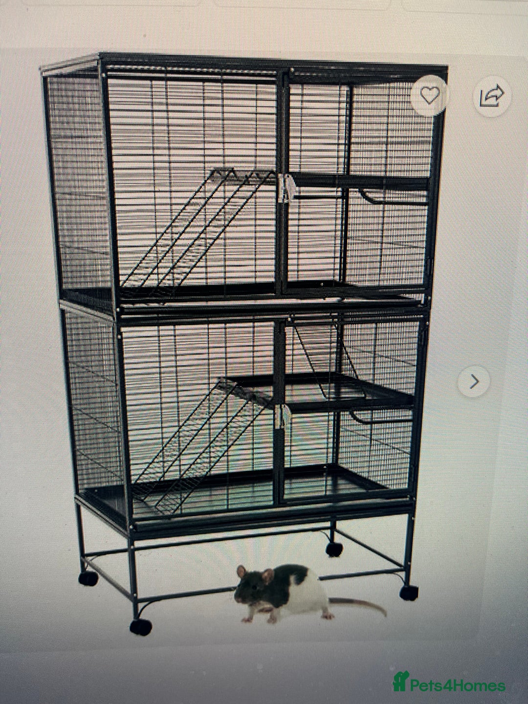 Rat rodents for sale: 3 female rats and cage - Advert 2