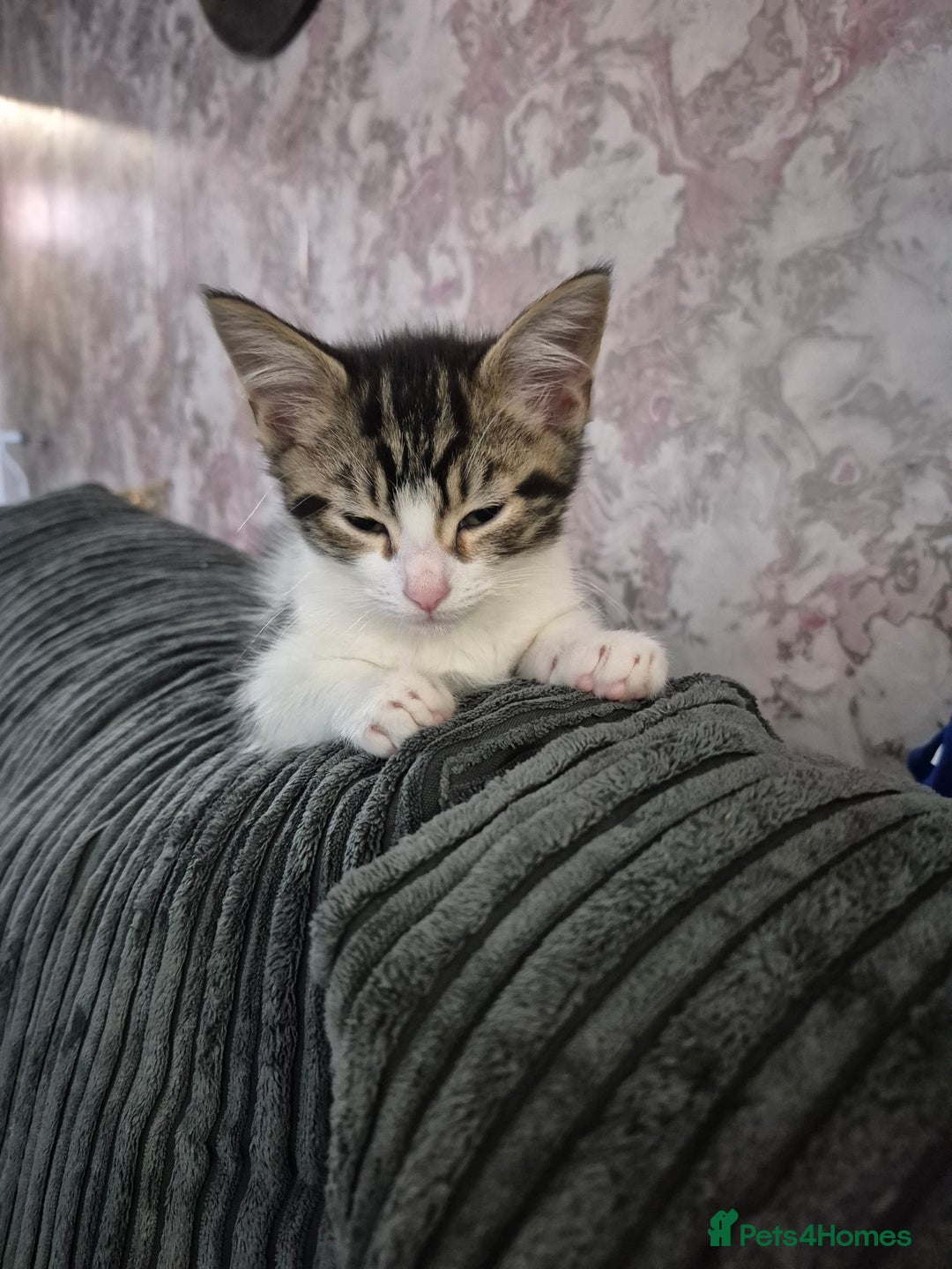Maine Coon cats for sale: 💥💥 reduced 1 male left Mainecoon x domestic💥💥  - Advert 1