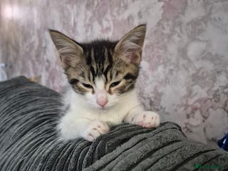 Maine Coon cats 💥💥 reduced 1 male left Mainecoon x domestic💥💥 - Advert 6