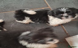 Mixed Breed dogs for sale: Tebetan terrier x shih tzu  - Image 3