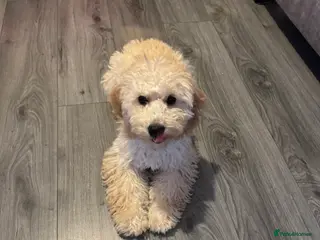 Cockapoo dogs Cockapoo Girl Puppy - Advert 12