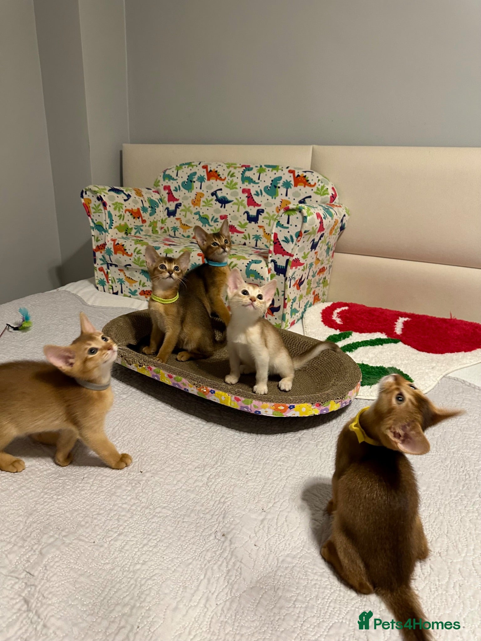 Abyssinian cats Abyssinian kittens  - Advert 1