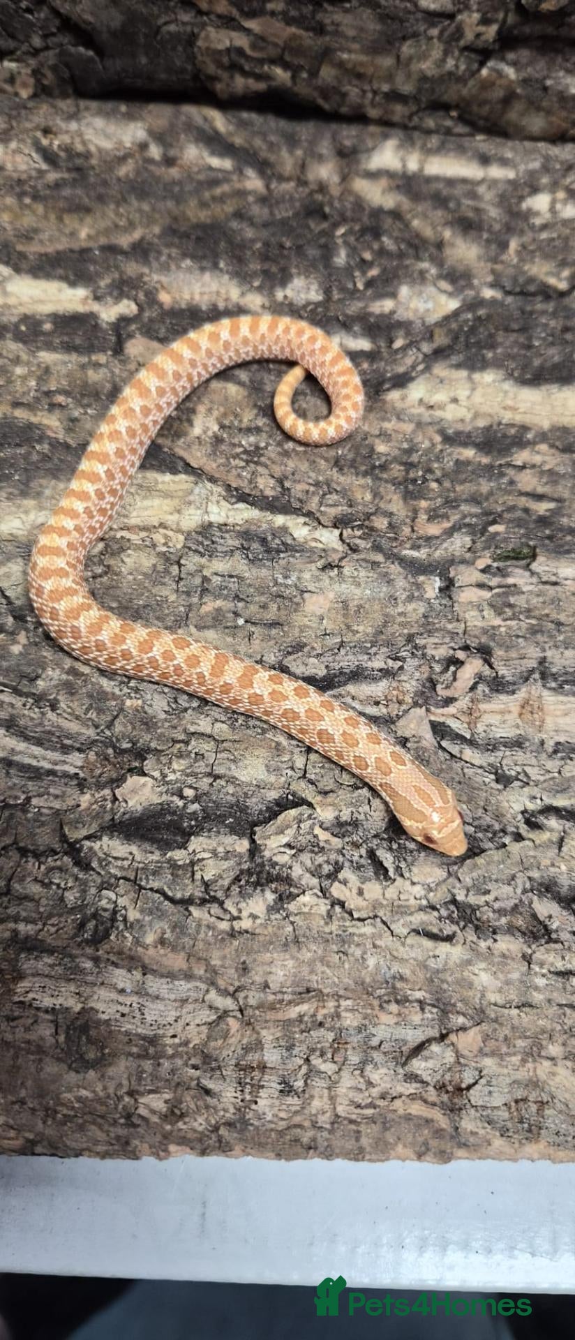Snake reptiles Baby Albino hognose  - Advert 14