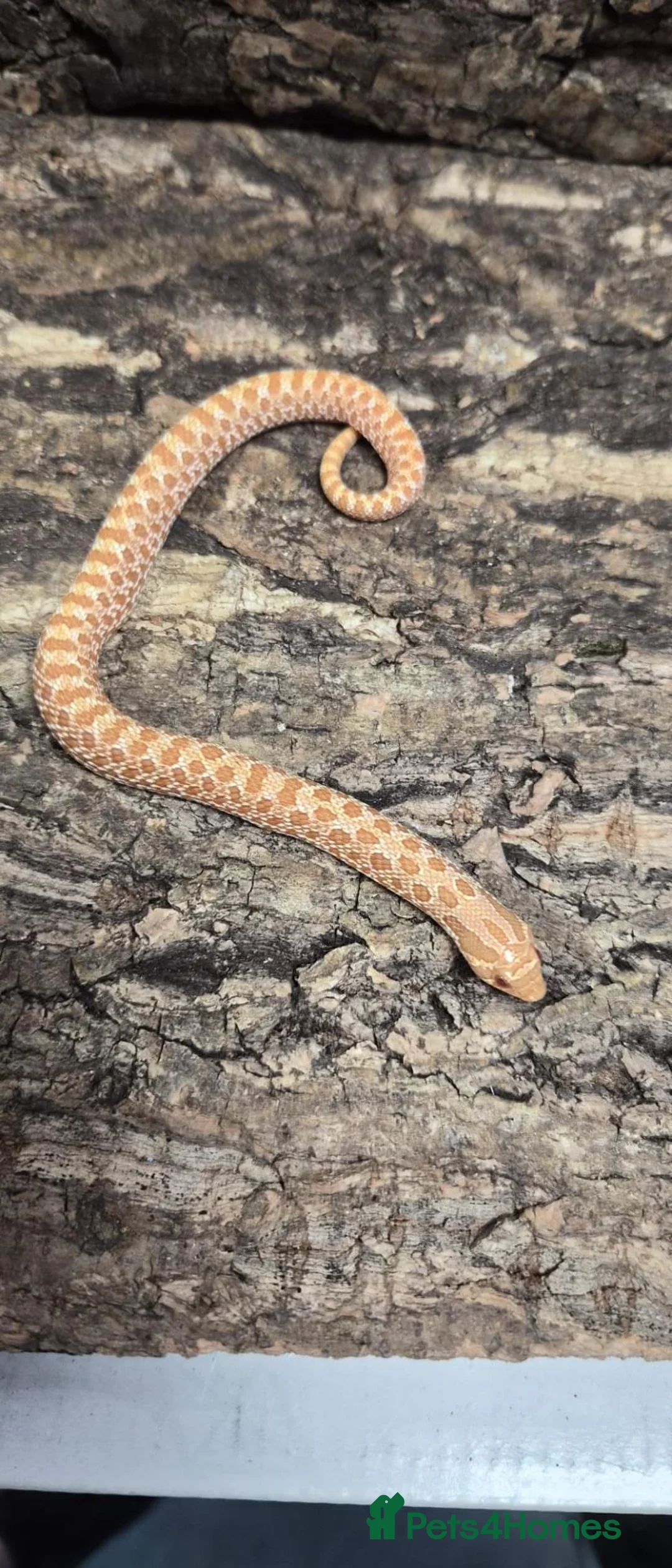 Snake reptiles for sale: Baby Albino hognose  - Advert 1