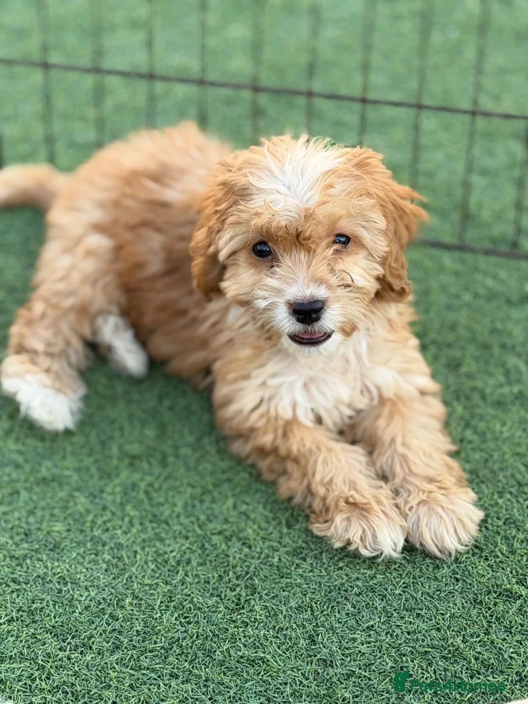 Cockapoo dogs for sale: Cockapoo f1 puppies  - Advert 10