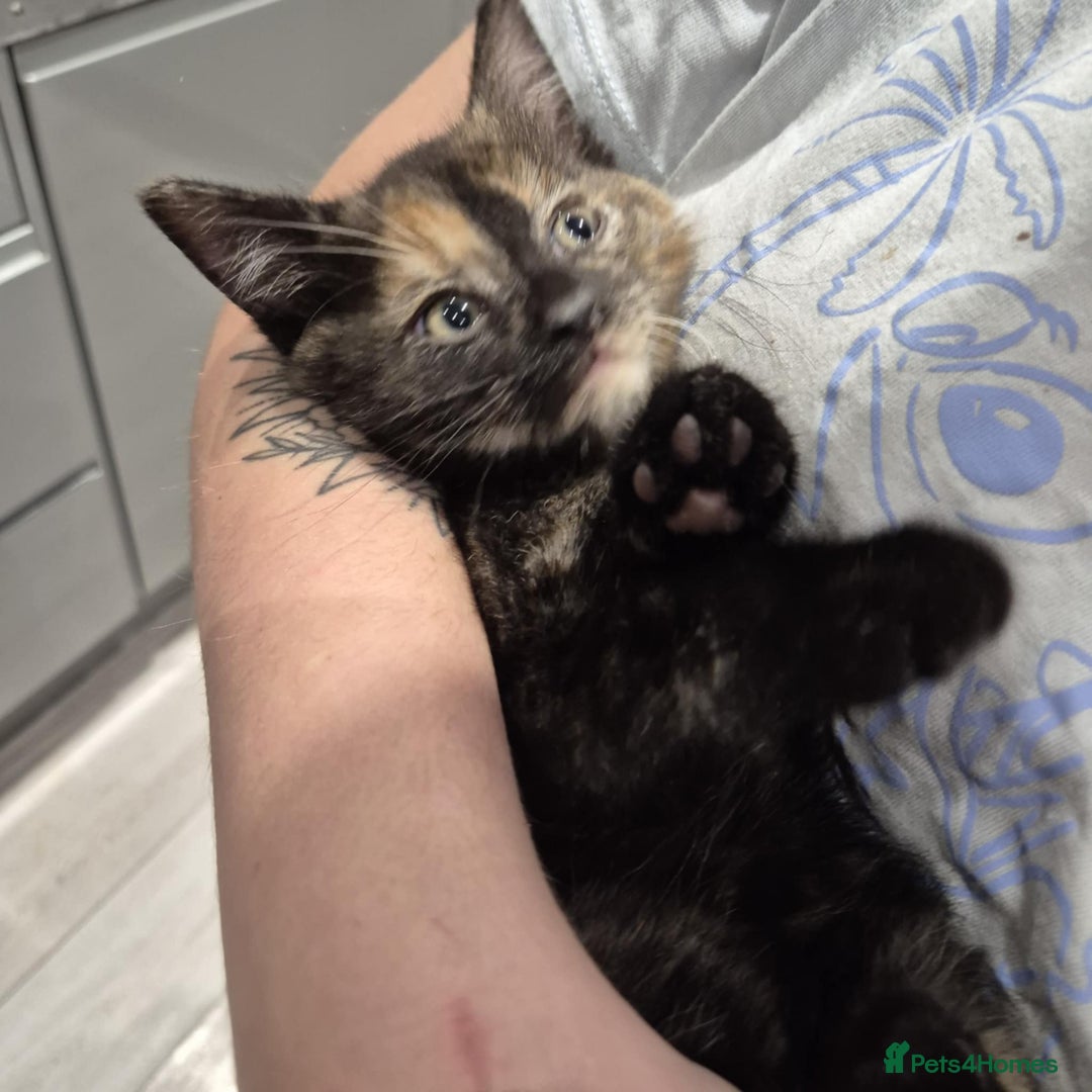 Domestic Shorthair cats for sale: 3 beautiful female kittens  - Image 5