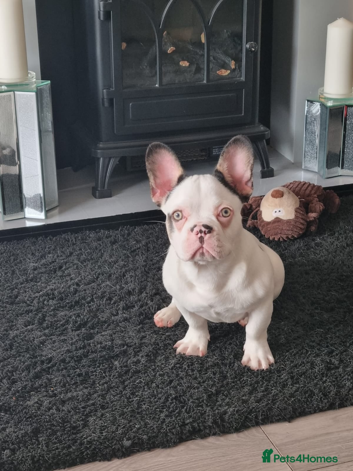 French Bulldog dogs Male French bulldog  - Advert 1