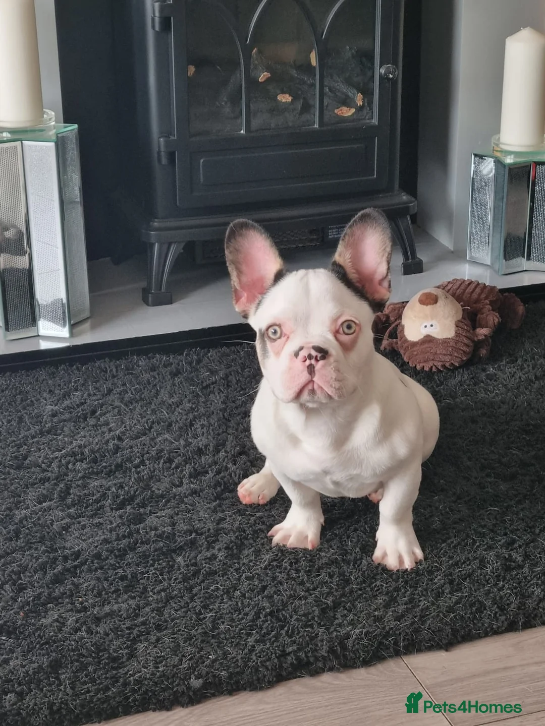 French Bulldog dogs for sale: Male French bulldog  in Birmingham - Advert 1