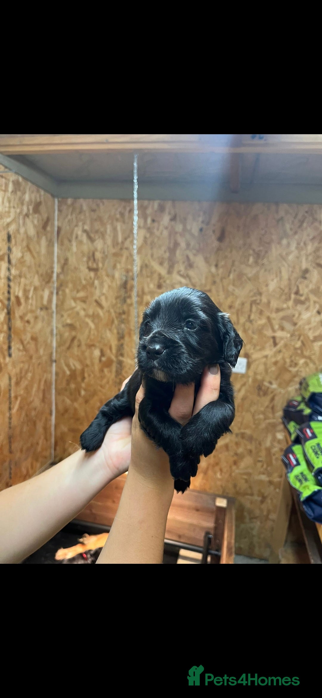 Cocker Spaniel dogs for sale: KC reg Working Cocker Spaniel Pups - Image 5