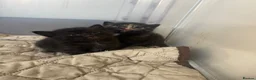 Mixed Breed cats for sale: 3 Female Kittens in Portsmouth - Advert 2
