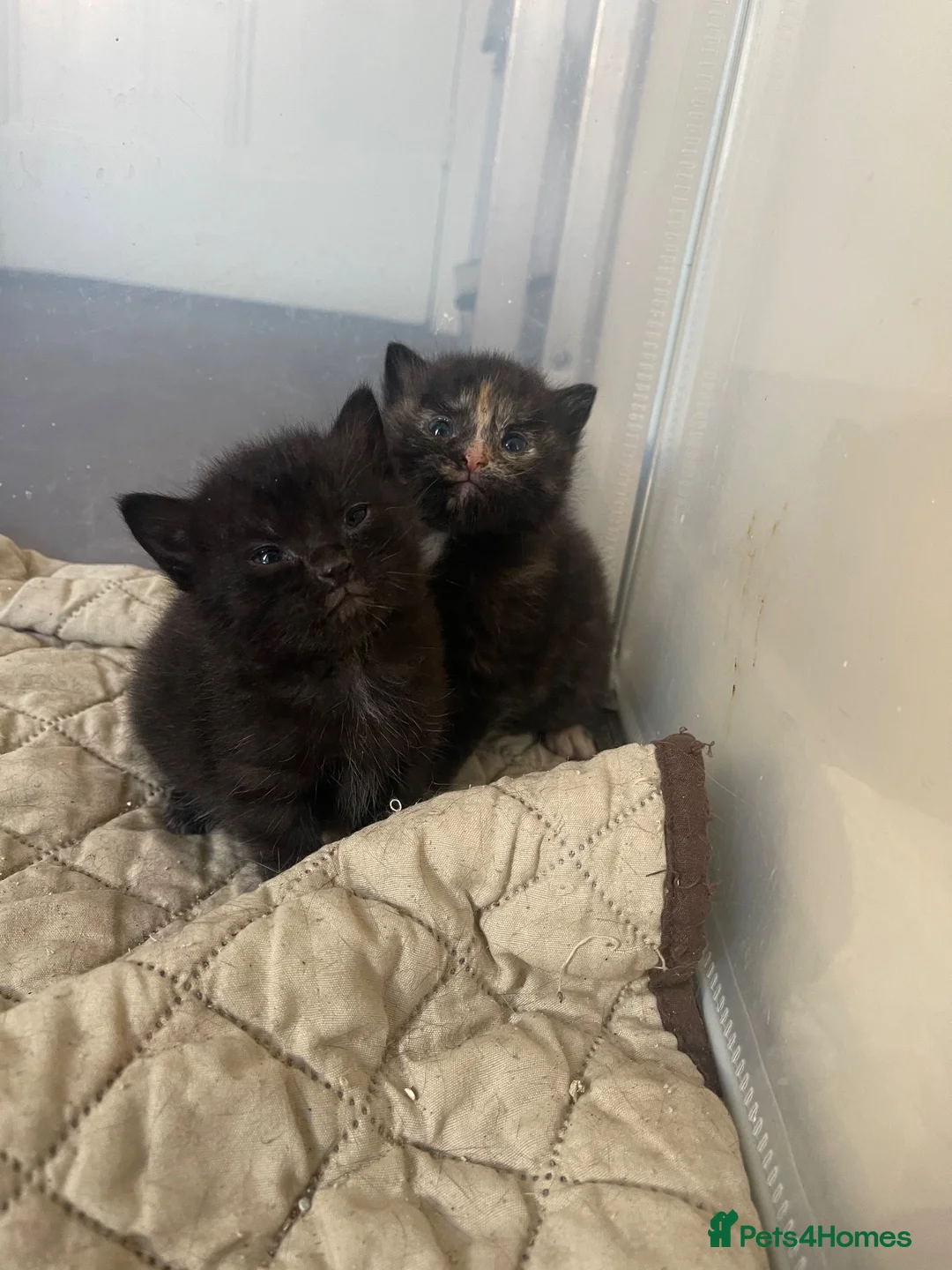 Mixed Breed cats for sale: 3 Female Kittens in Portsmouth - Advert 2