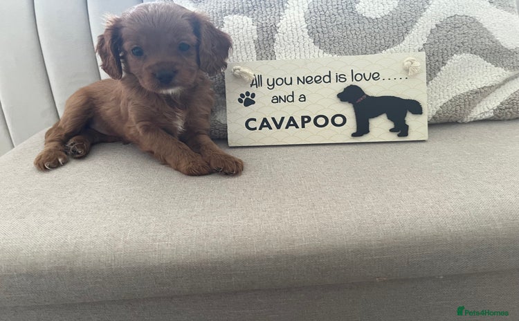 Cavapoo dogs - Advert 1