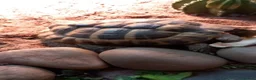 Tortoise reptiles for sale: Hermann tortoise 7 years old  in Alton - Advert 3