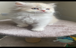 British Longhair cats for sale:  😻 BEAUTIFUL BLH 😻 2 boys READY TO LEAVE  in Milton Keynes - Image 18