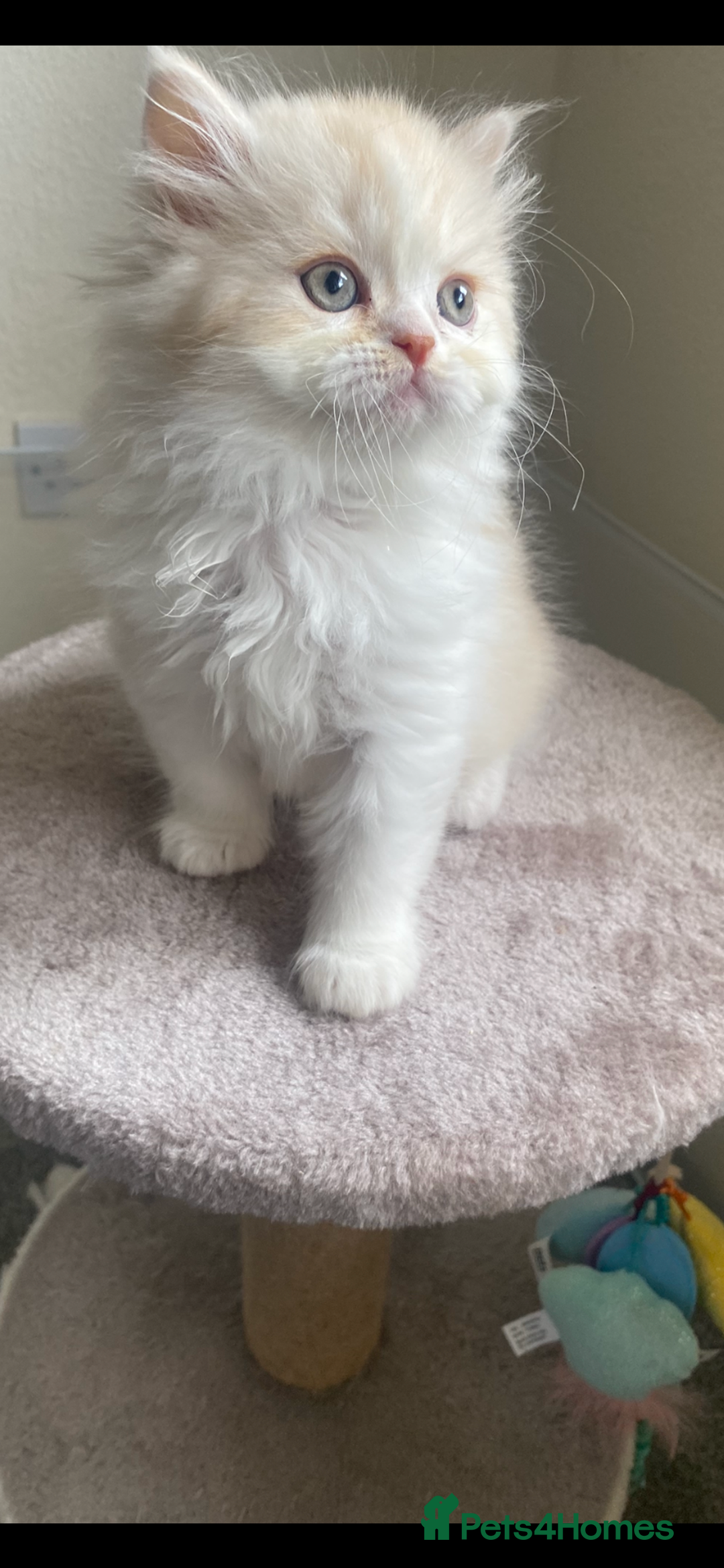 British Longhair cats for sale:  😻 BEAUTIFUL BLH 😻 2 boys READY TO LEAVE  in Milton Keynes - Image 18