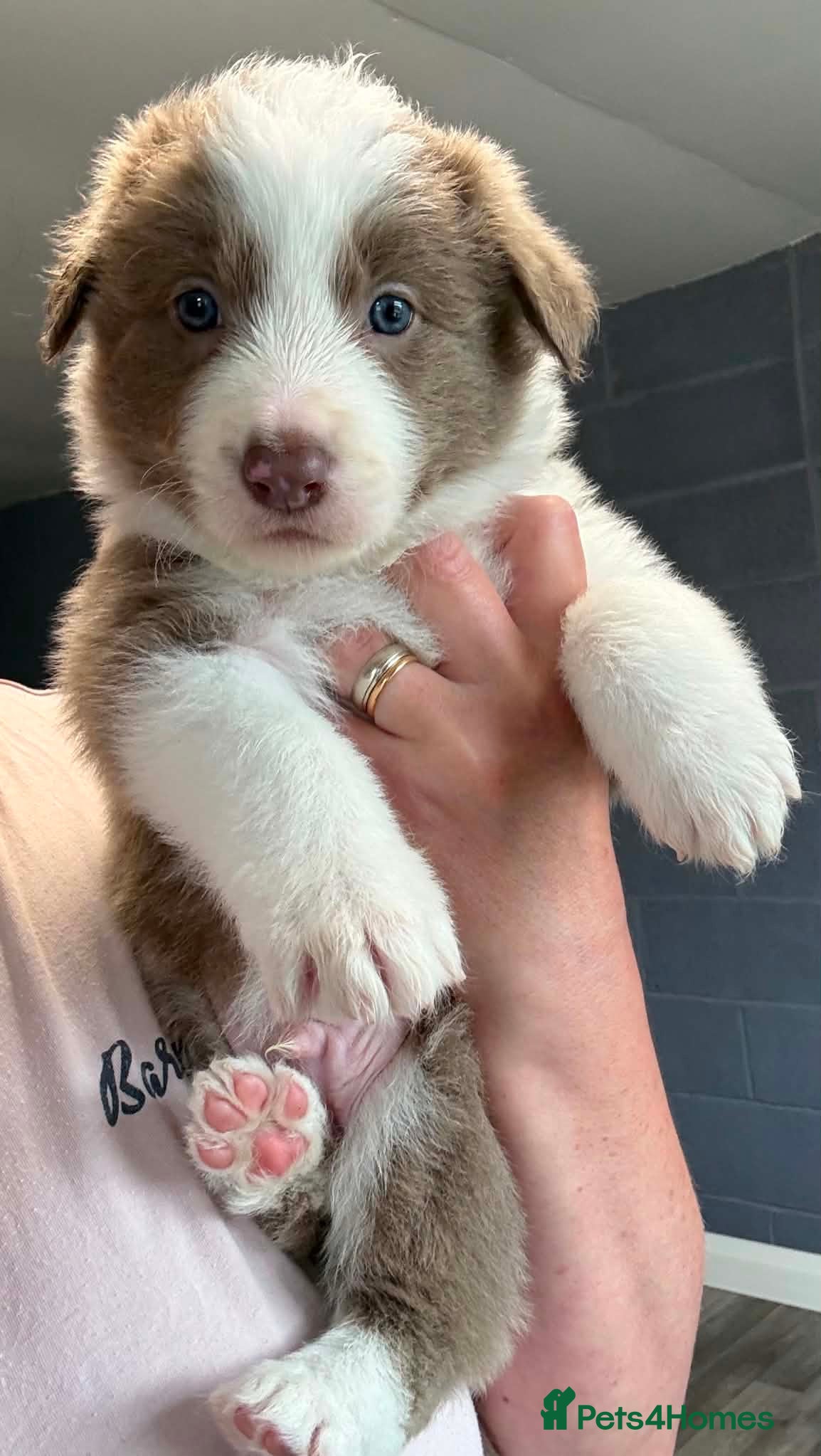 Border Collie dogs Outstanding Border Collie Puppies - Advert 1