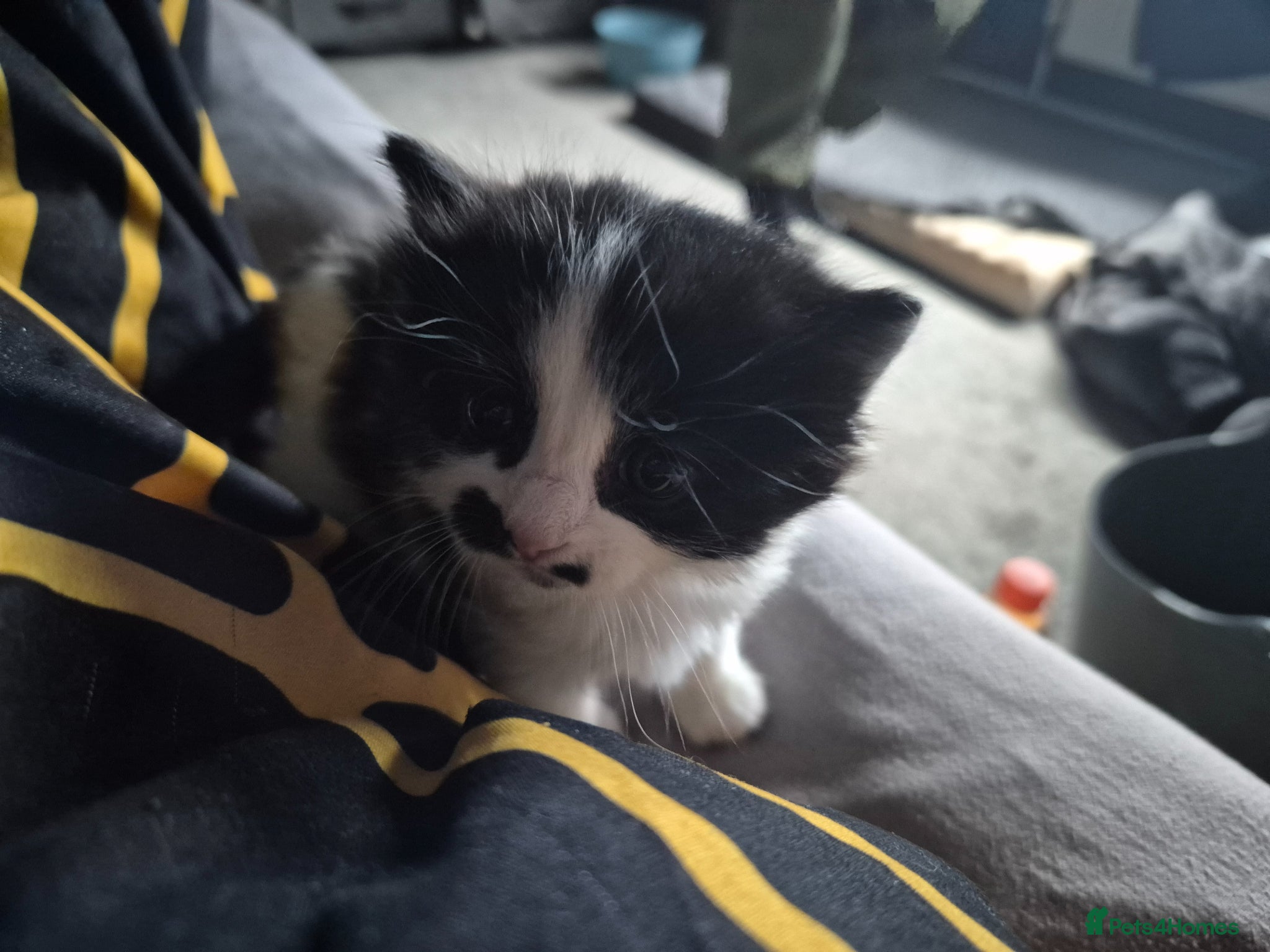 Mixed Breed cats for sale: 3 beautiful kittens - Advert 13
