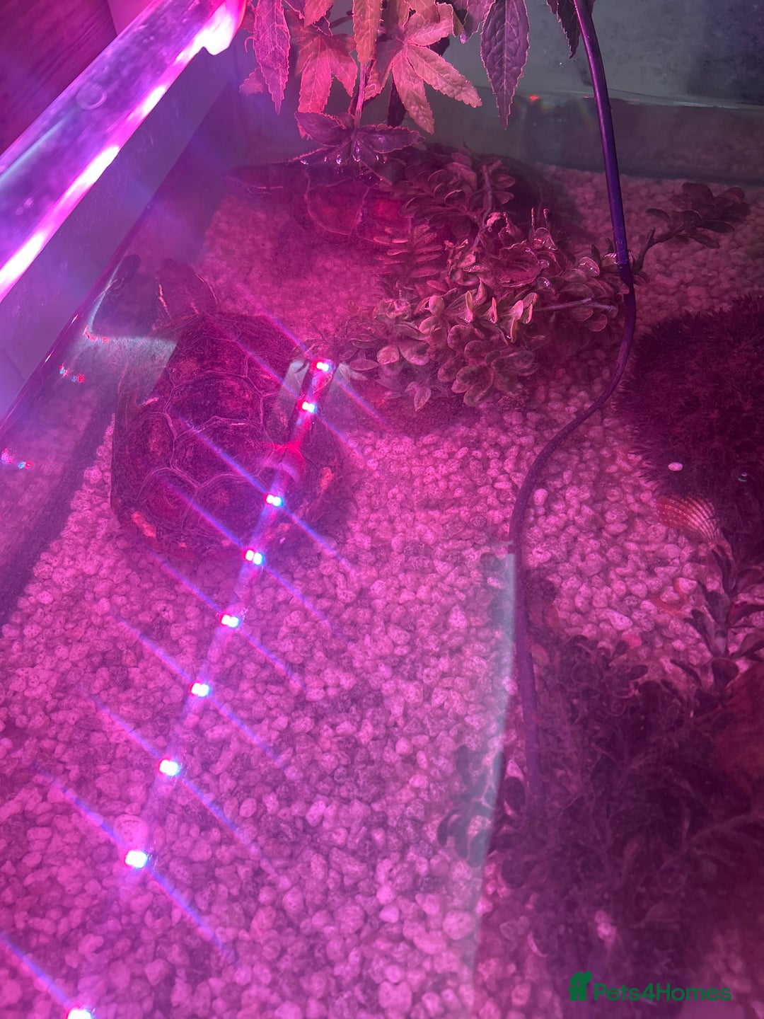 Terrapin reptiles for sale: Terrapin Turtles for Sale–Healthy, Active and fun - Advert 3