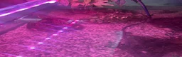 Terrapin reptiles for sale: Terrapin Turtles for Sale–Healthy, Active and fun - Advert 3