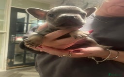 French Bulldog dogs for sale: REDUCED French Bull Dog Pups  - Image 4