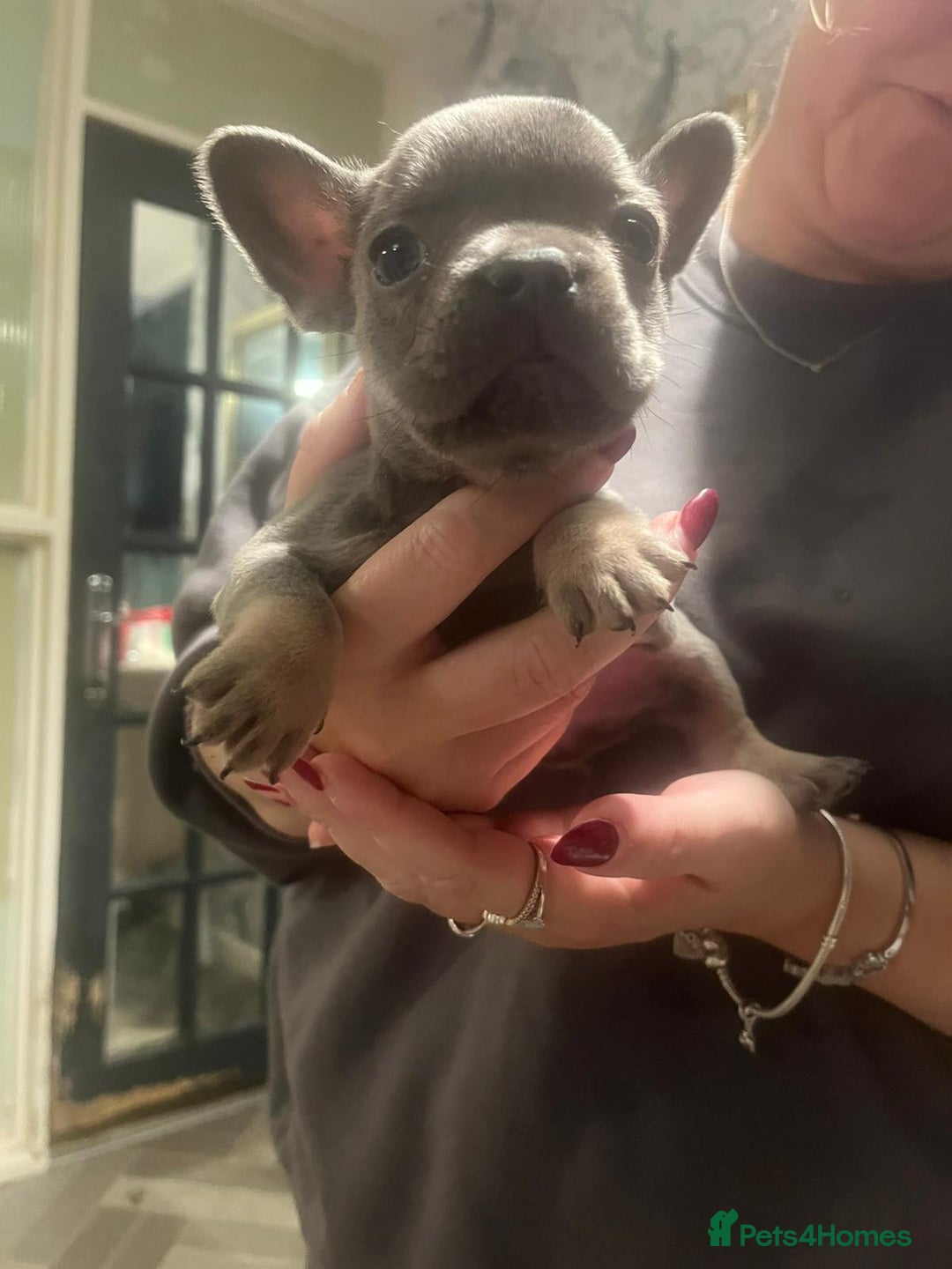 French Bulldog dogs for sale: REDUCED French Bull Dog Pups  - Image 4