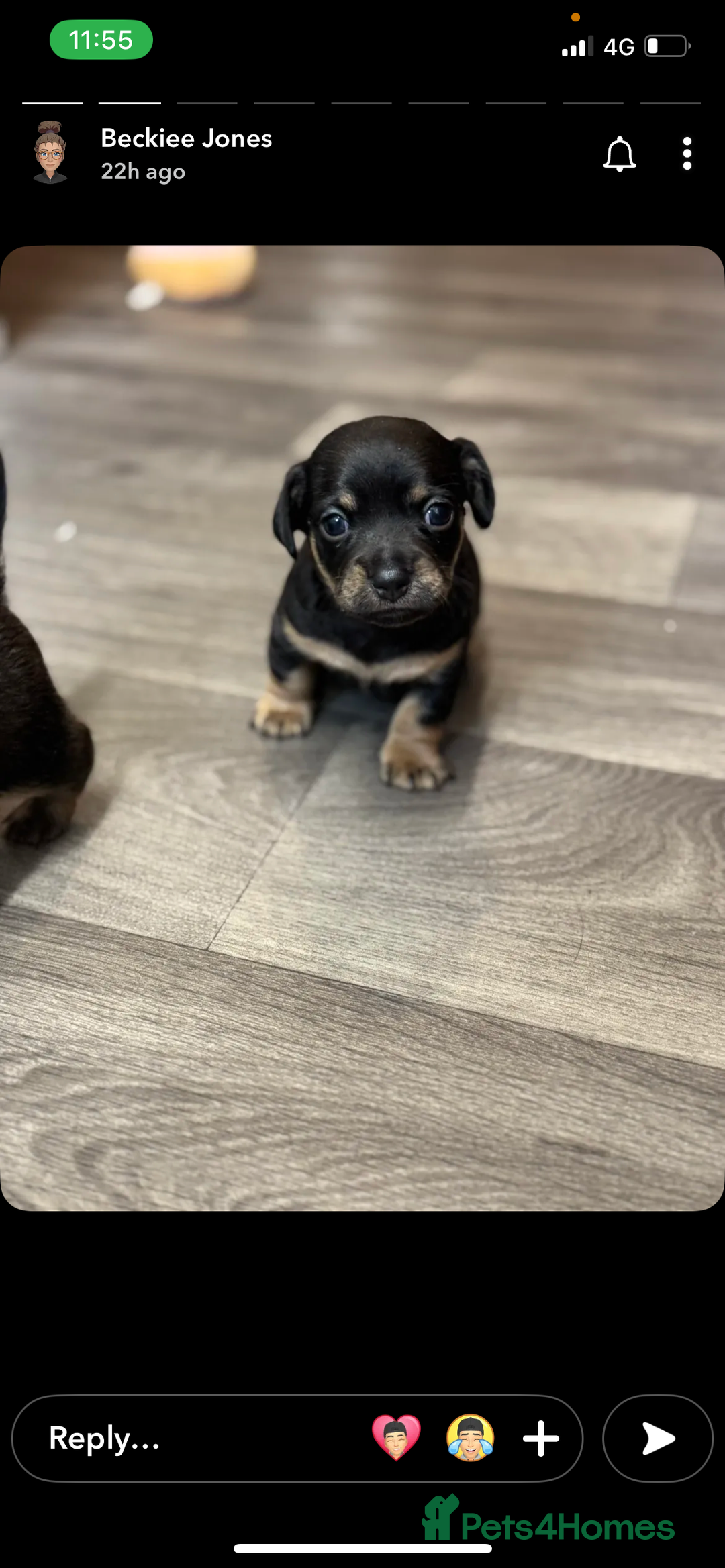 Mixed Breed dogs for sale: Dameranian Puppies  - Advert 5