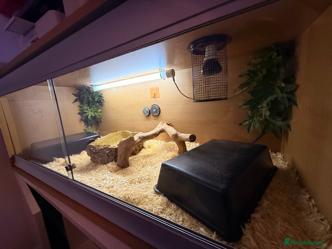 Python Snake reptiles for sale: Elizabeth looking for new home ;)  - Advert 3