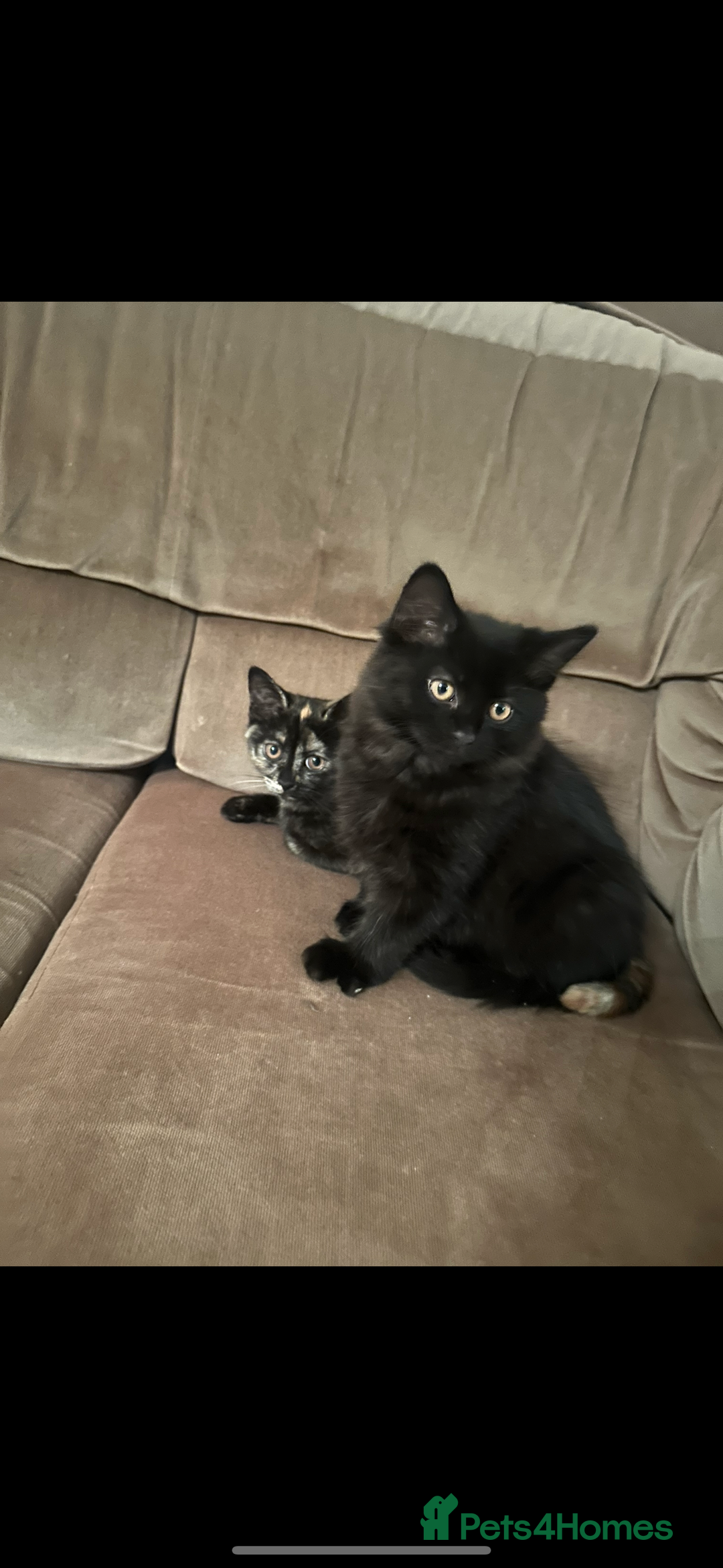 British Longhair cats for sale: DISABLED British long hair kitten - Advert 6