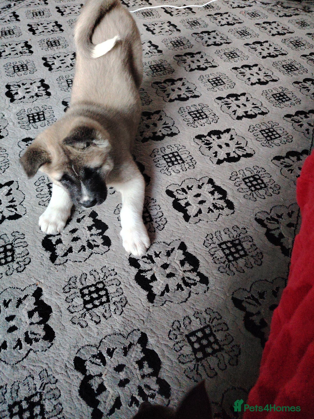 Akita dogs for sale: American akita sky  - Image 10