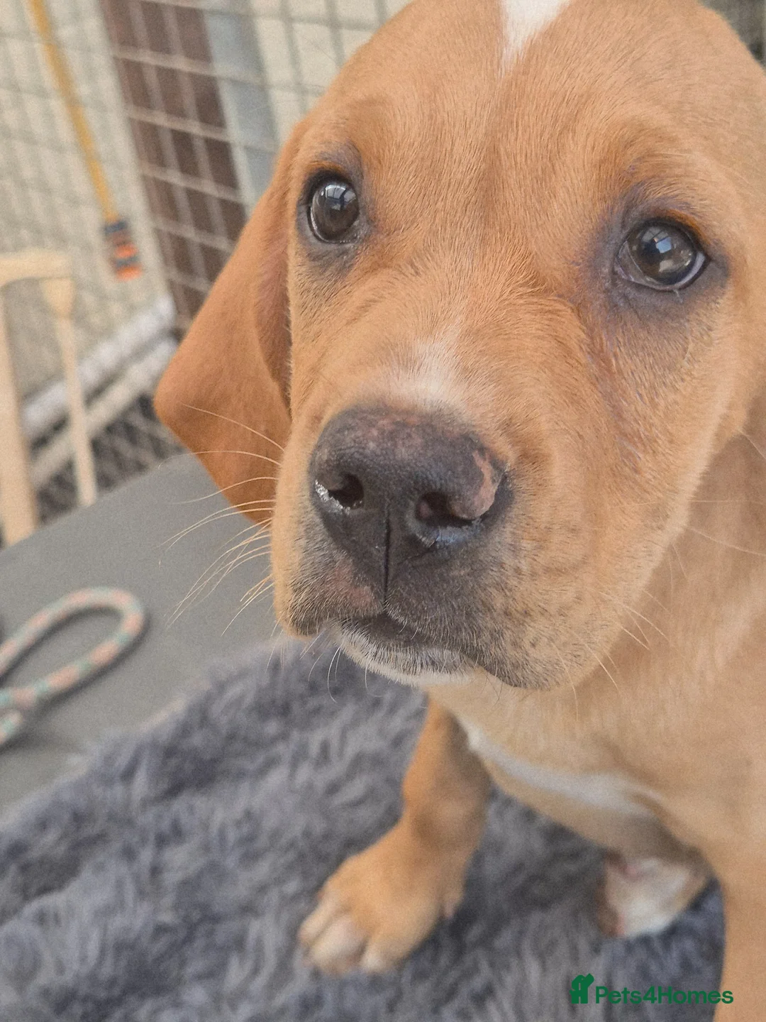 Pointer dogs for sale: Portuguese pointer puppy for sale - Advert 2