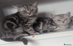 British Shorthair cats for sale: Classic British shorthair silver Tabby  - Image 2