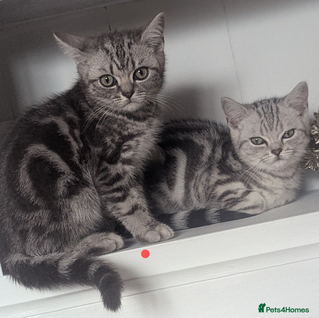 British Shorthair cats for sale: Classic British shorthair silver Tabby  - Image 2