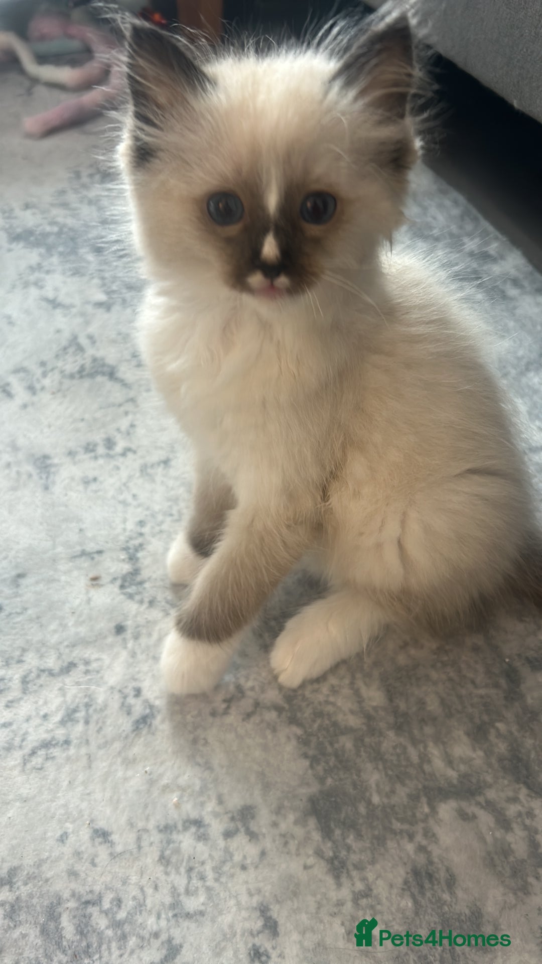 Ragdoll cats for sale: Adorable ragdoll kittens - Image 3