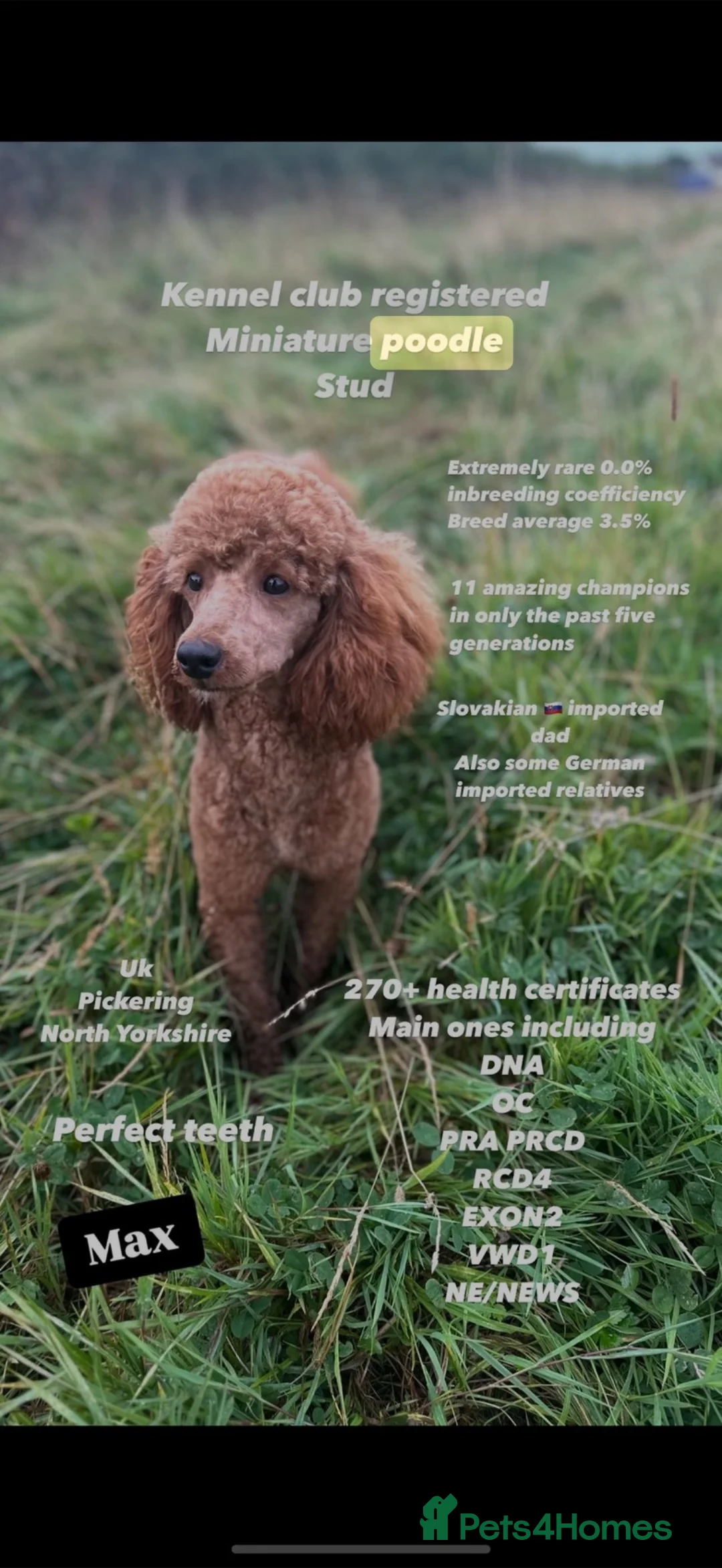 Jackapoo dogs for sale: F1 miniature jackspoos  in Pickering - Advert 2