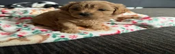 Maltipoo dogs for sale: 🐾💕 ADORABLE MALTIPOO  **   💕🐾 in Oldham - Advert 8
