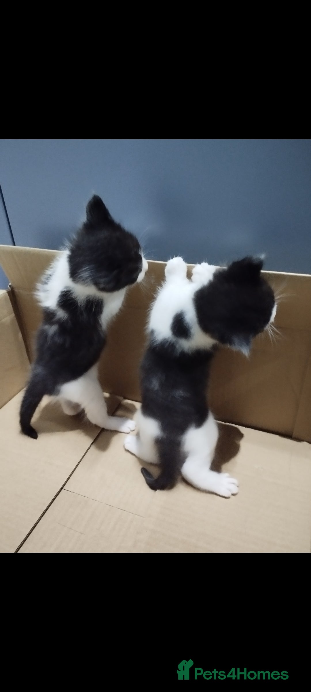 British Shorthair cats for sale: Beautiful kittens looking for new home  - Image 11