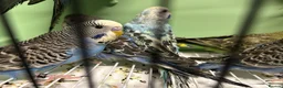 Budgerigars birds for sale: Budgies for Sale  - Advert 33