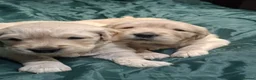 Golden Retriever dogs for sale: 1 KC girl ready for a new home! - Advert 22