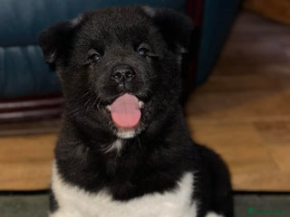 Akita dogs Quality Akita Baby Girl (KC Registered) - Advert 4