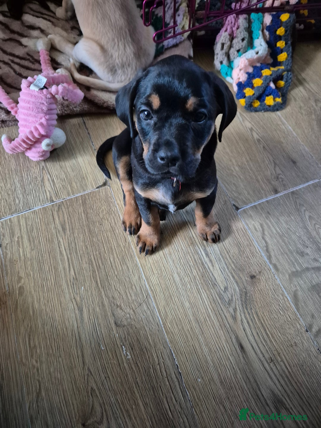 Gallery Image {{count}}