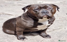 Mixed Breed dogs for sale: Free to good home  mixed breed  - Image 2