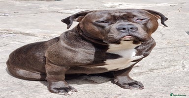 Mixed Breed dogs - Advert 5