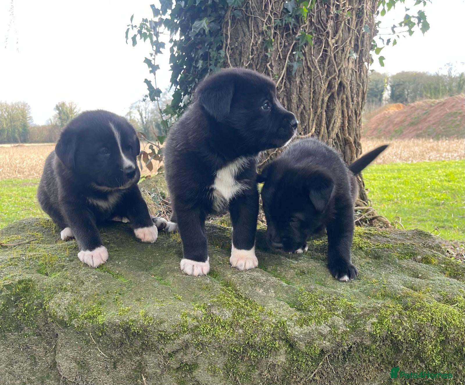 Mixed Breed dogs 3 stunning Hybrid cane corso pups.  - Advert 2